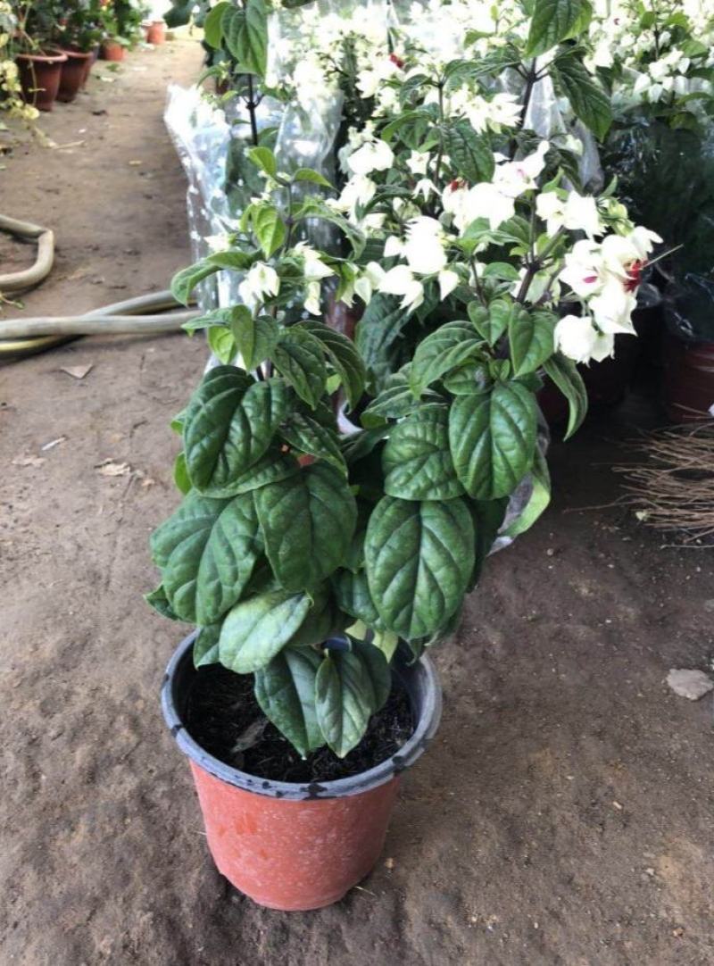 龙吐珠盆栽四季开花好养阳台九龙吐珠好寓意当年开花植物庭院