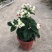 龙吐珠盆栽四季开花好养阳台九龙吐珠好寓意当年开花植物庭院