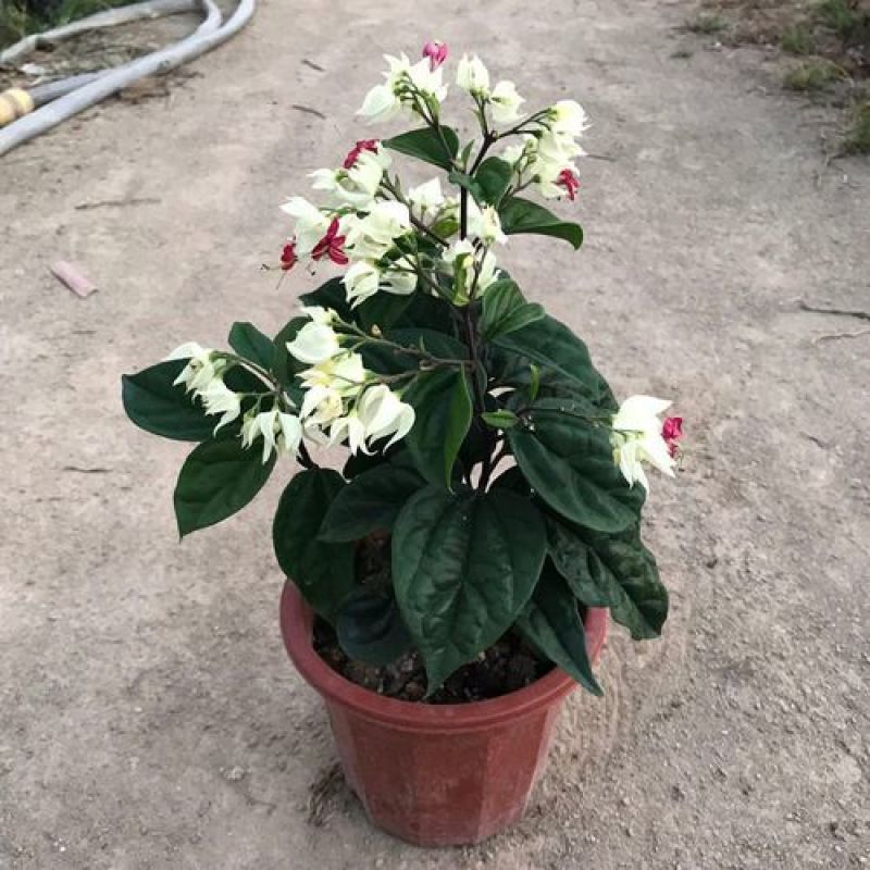 龙吐珠盆栽四季开花好养阳台九龙吐珠好寓意当年开花植物庭院