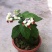龙吐珠盆栽四季开花好养阳台九龙吐珠好寓意当年开花植物庭院