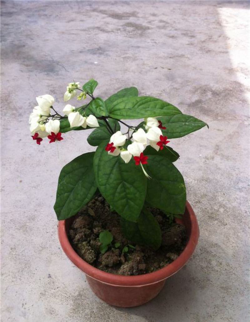 龙吐珠盆栽四季开花好养阳台九龙吐珠好寓意当年开花植物庭院