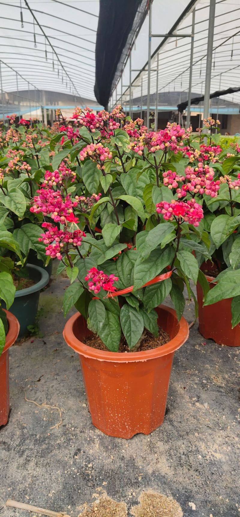 龙吐珠盆栽四季开花好养阳台九龙吐珠好寓意当年开花植物庭院