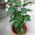 龙吐珠盆栽四季开花好养阳台九龙吐珠好寓意当年开花植物庭院