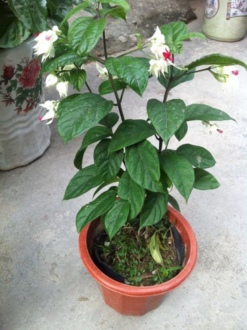 龙吐珠盆栽四季开花好养阳台九龙吐珠好寓意当年开花植物庭院