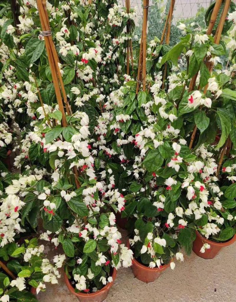 龙吐珠盆栽四季开花好养阳台九龙吐珠好寓意当年开花植物庭院