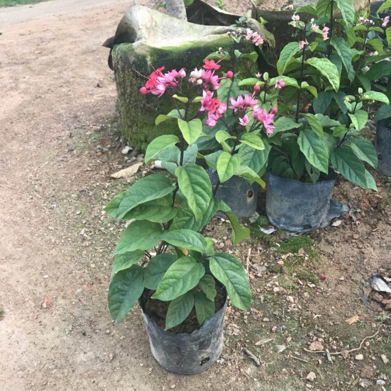 龙吐珠盆栽四季开花好养阳台九龙吐珠好寓意当年开花植物庭院