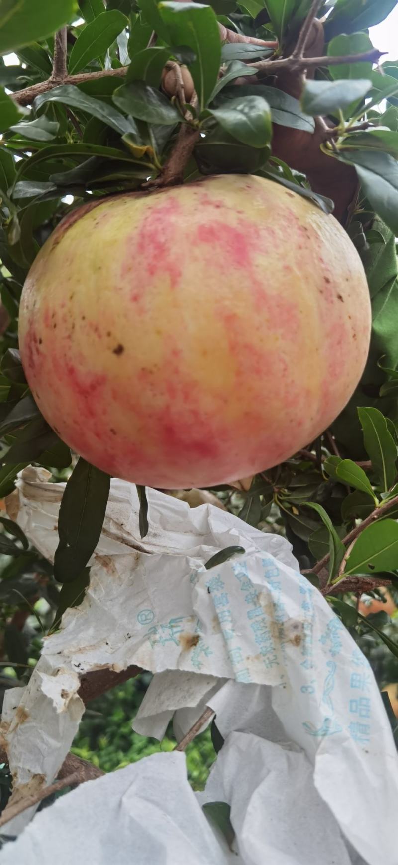 云南大理宾川突尼斯软籽石榴大量上市欢迎各客商前来订购洽谈