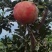 云南大理宾川突尼斯软籽石榴大量上市欢迎各客商前来订购洽谈