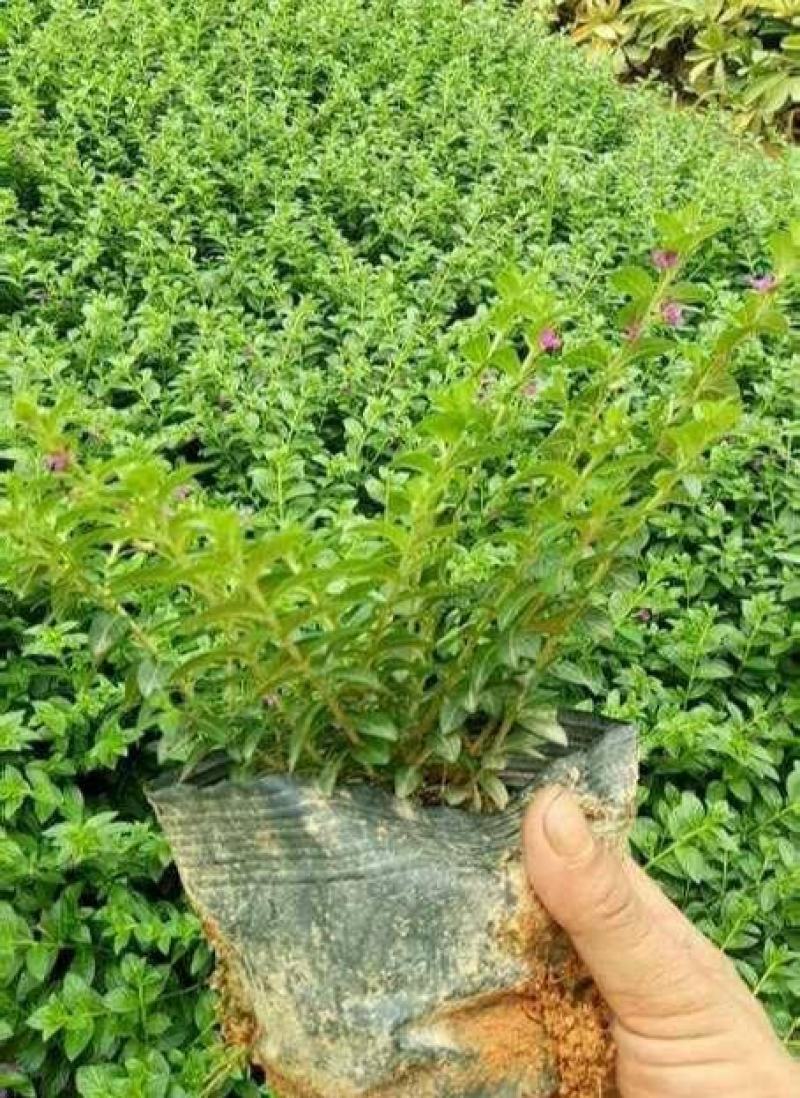 满天星盆栽易爆盆观赏四季开花室内客厅阳台好养花卉