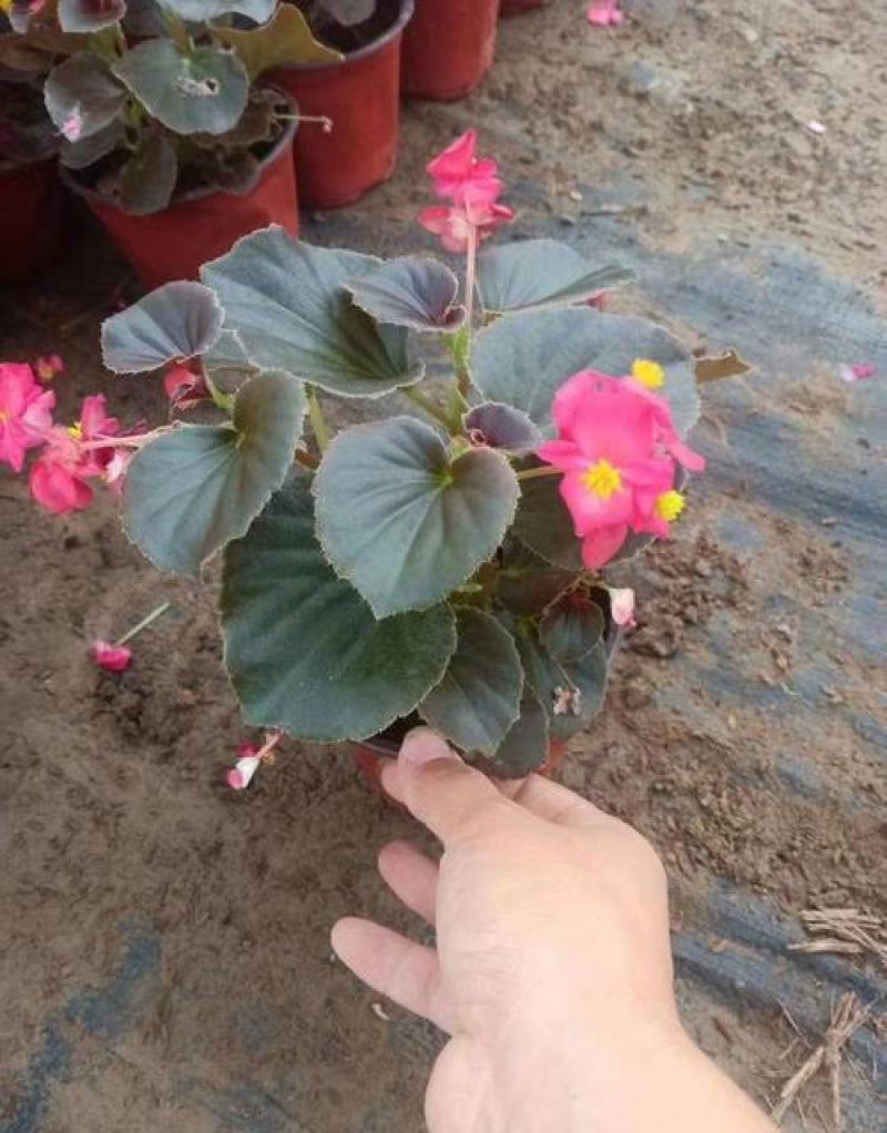 四季开花海棠玻璃脆好养带花发货室内盆栽四季开花