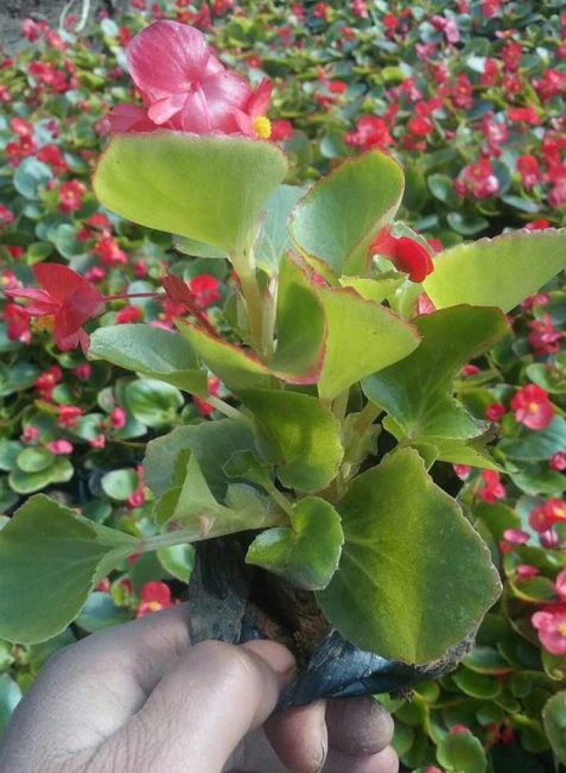 四季开花海棠玻璃脆好养带花发货室内盆栽四季开花