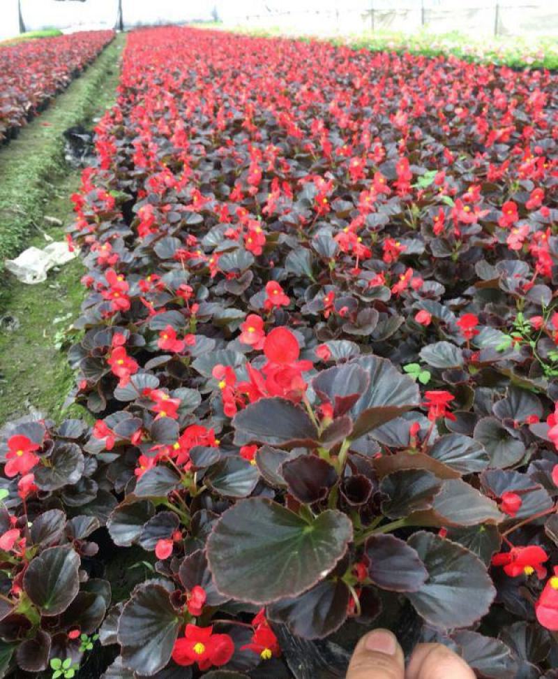 四季开花海棠玻璃脆好养带花发货室内盆栽四季开花