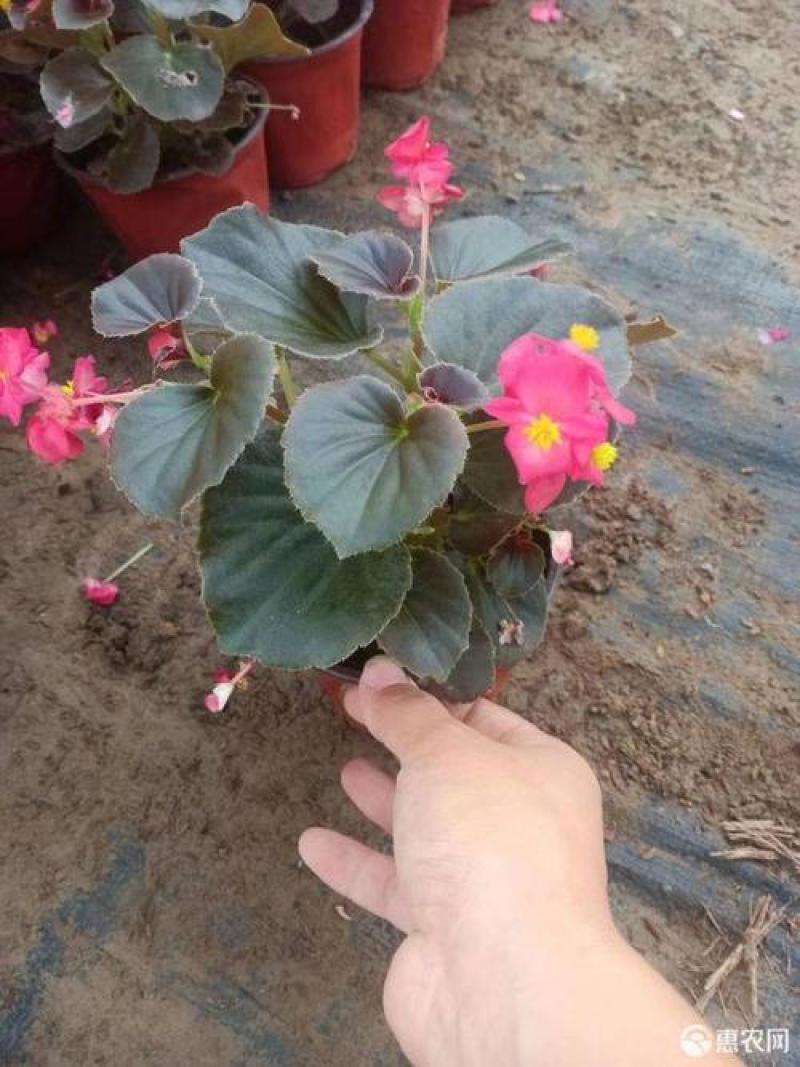 四季开花海棠玻璃脆好养带花发货室内盆栽四季开花