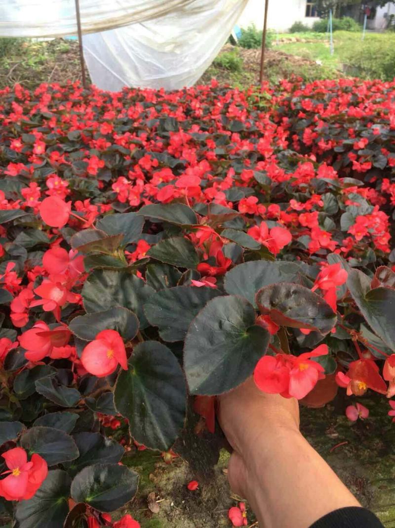 四季开花海棠玻璃脆好养带花发货室内盆栽四季开花