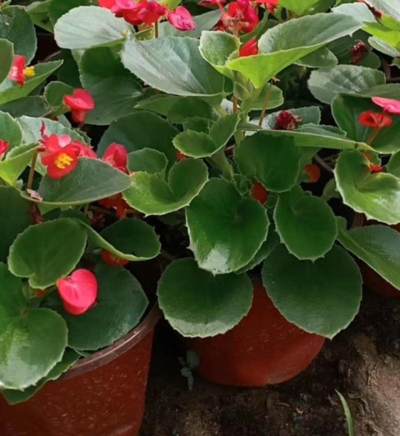 四季开花海棠玻璃脆好养带花发货室内盆栽四季开花