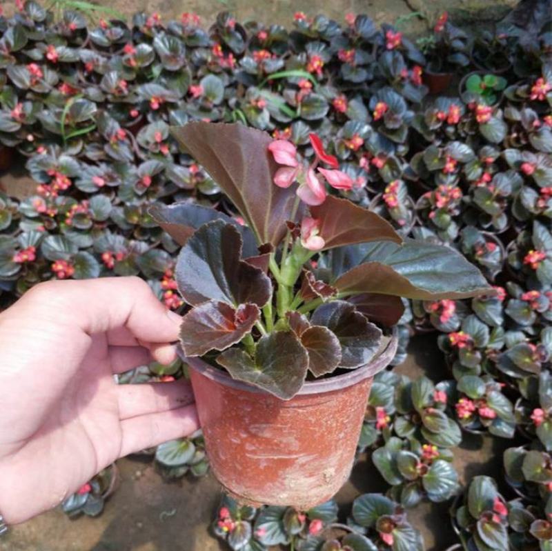 四季开花海棠玻璃脆好养带花发货室内盆栽四季开花