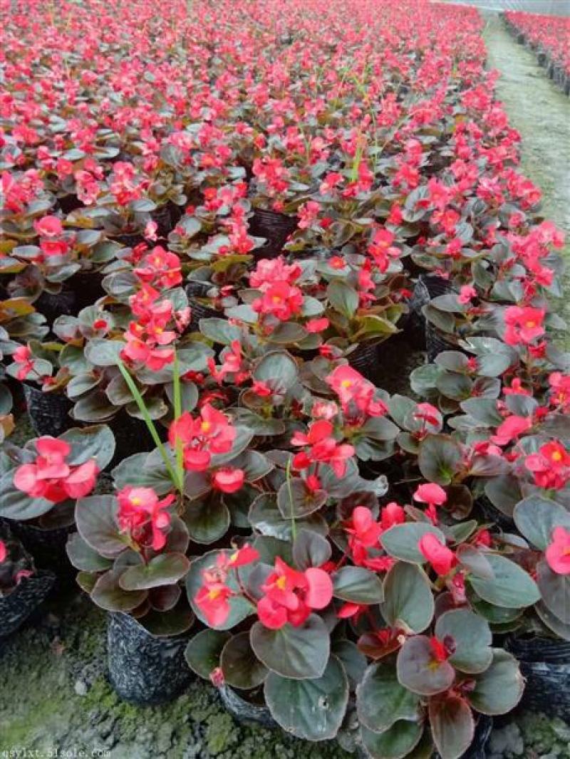四季开花海棠玻璃脆好养带花发货室内盆栽四季开花