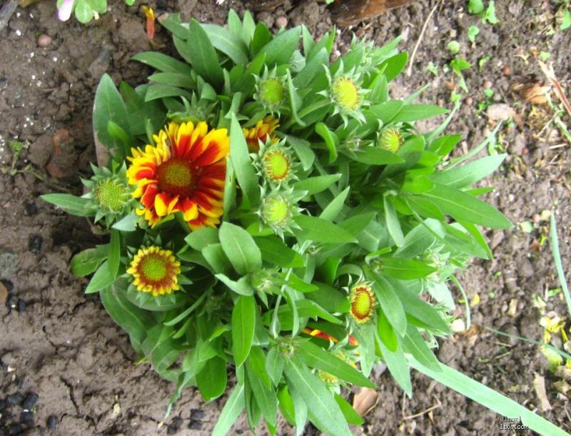勋章菊花苗盆栽四季开花易种阳台盆栽菊花勋章菊大苗