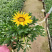 勋章菊花苗盆栽四季开花易种阳台盆栽菊花勋章菊大苗