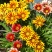 勋章菊花苗盆栽四季开花易种阳台盆栽菊花勋章菊大苗