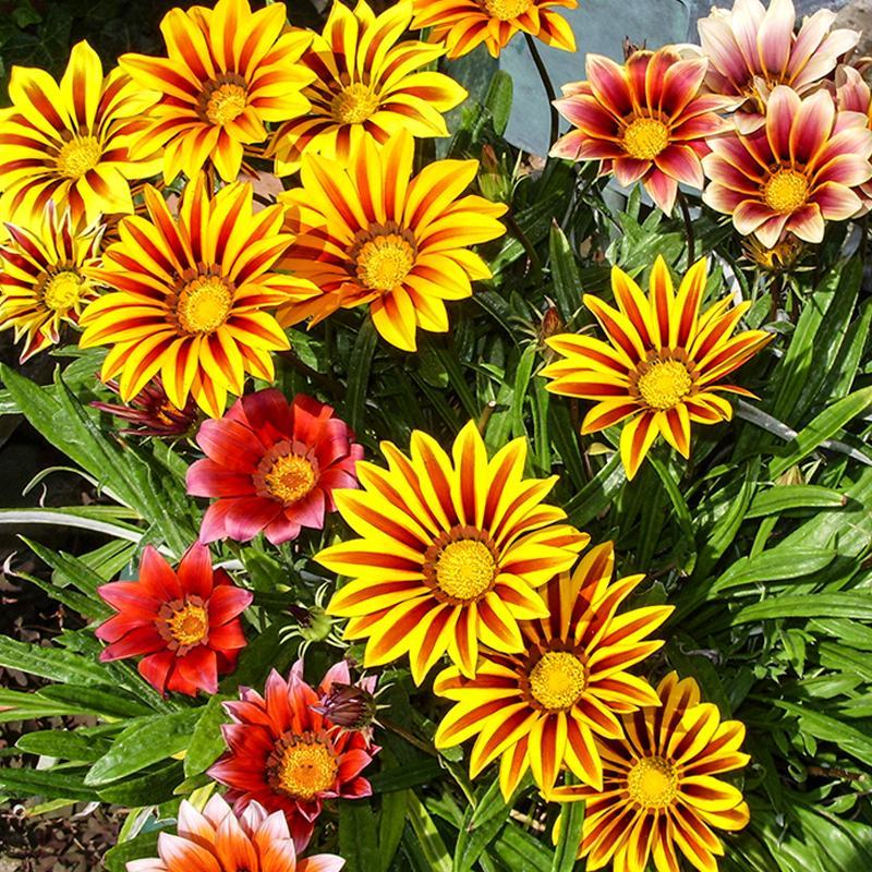 勋章菊花苗盆栽四季开花易种阳台盆栽菊花勋章菊大苗