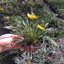 勋章菊花苗盆栽四季开花易种阳台盆栽菊花勋章菊大苗