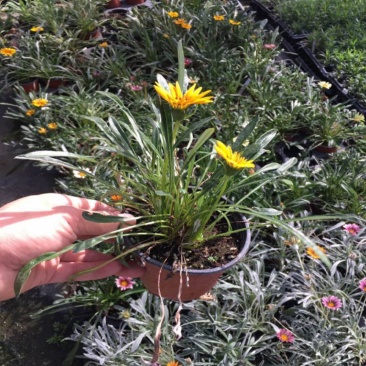 勋章菊花苗盆栽四季开花易种阳台盆栽菊花勋章菊大苗