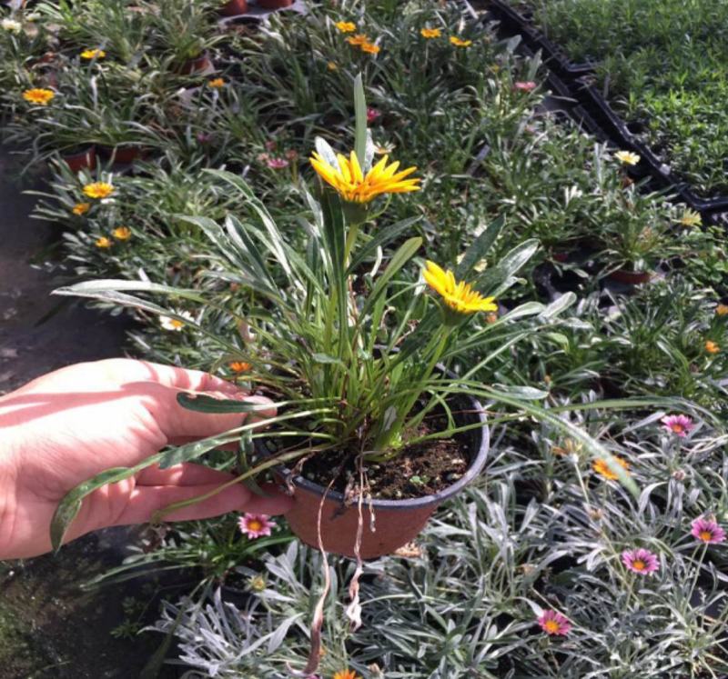 勋章菊花苗盆栽四季开花易种阳台盆栽菊花勋章菊大苗