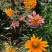 勋章菊花苗盆栽四季开花易种阳台盆栽菊花勋章菊大苗