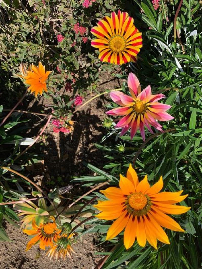 勋章菊花苗盆栽四季开花易种阳台盆栽菊花勋章菊大苗