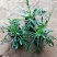 勋章菊花苗盆栽四季开花易种阳台盆栽菊花勋章菊大苗