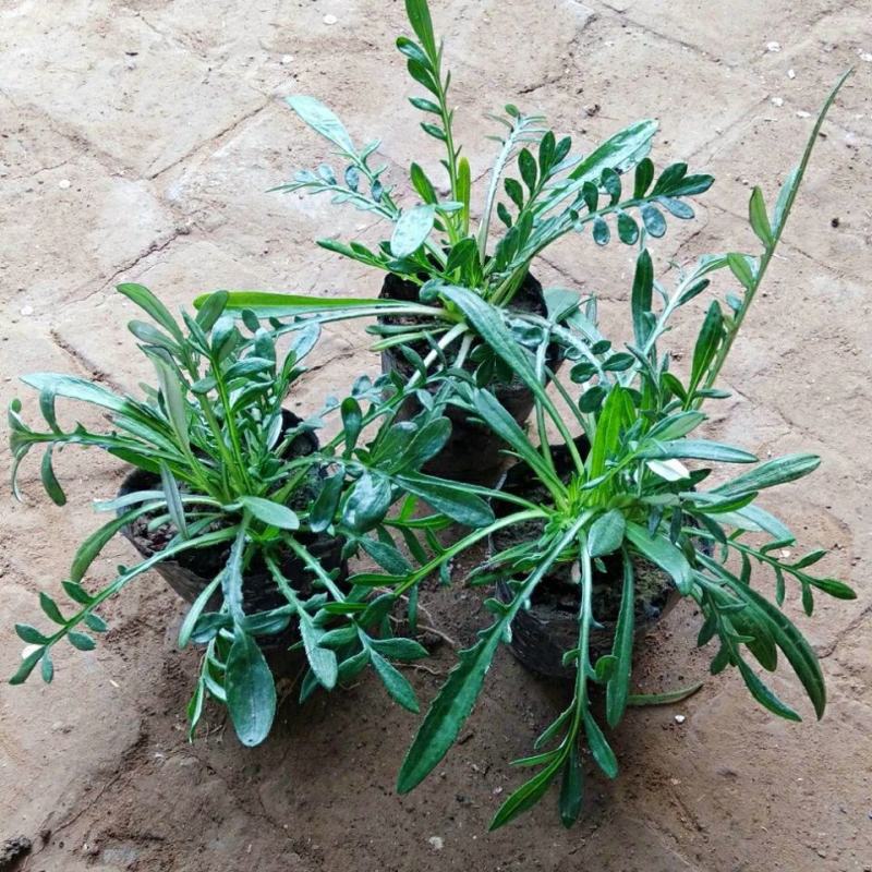 勋章菊花苗盆栽四季开花易种阳台盆栽菊花勋章菊大苗