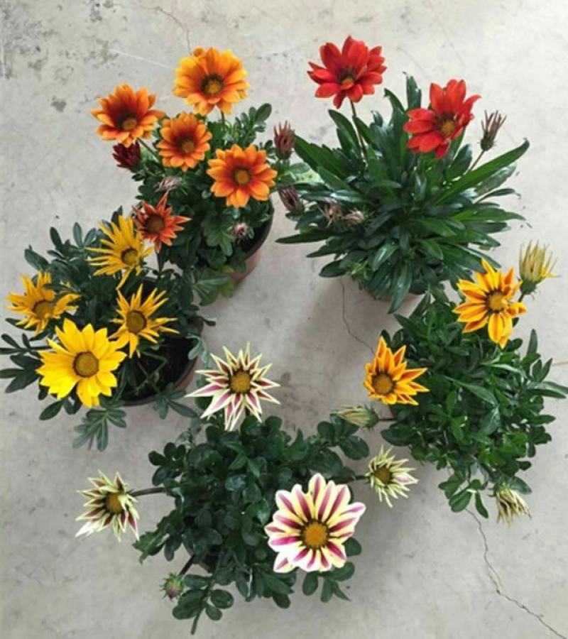 勋章菊花苗盆栽四季开花易种阳台盆栽菊花勋章菊大苗