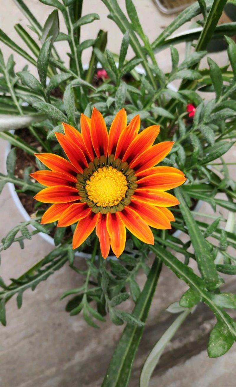 勋章菊花苗盆栽四季开花易种阳台盆栽菊花勋章菊大苗