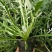 勋章菊花苗盆栽四季开花易种阳台盆栽菊花勋章菊大苗