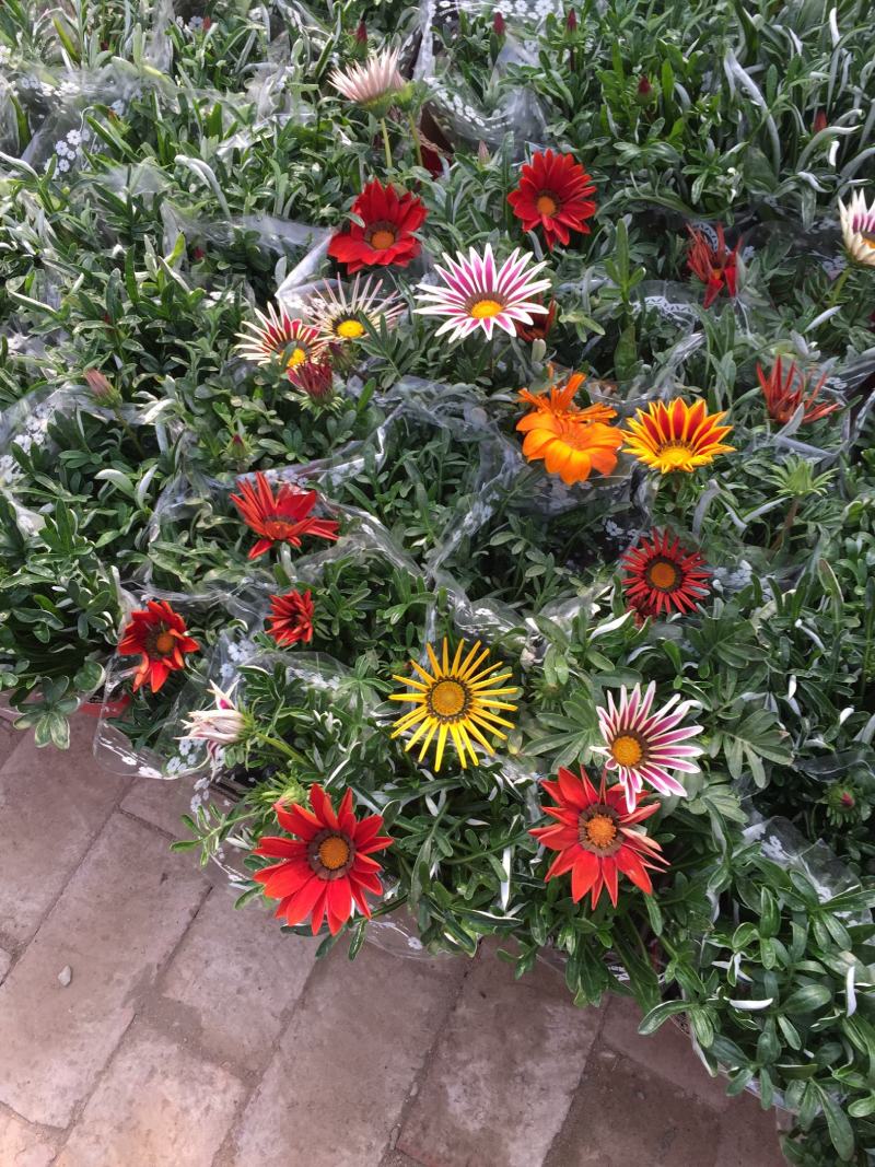 勋章菊花苗盆栽四季开花易种阳台盆栽菊花勋章菊大苗