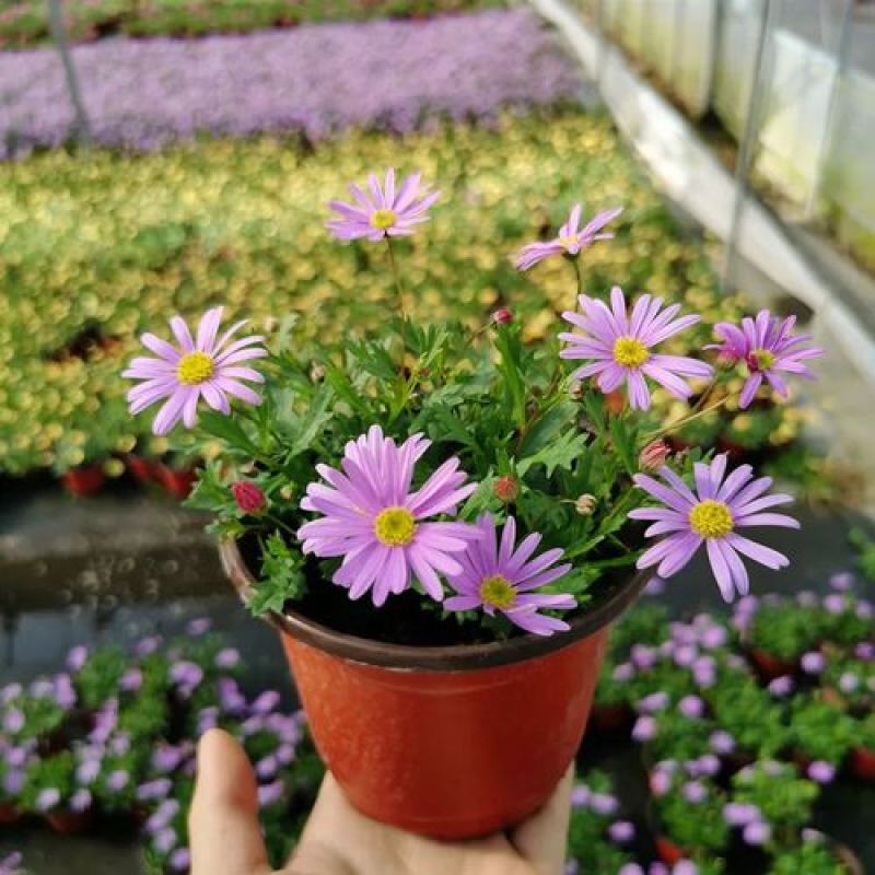 姬小菊盆栽带花耐寒耐热带花多年生草本易爆盆好养四季开花