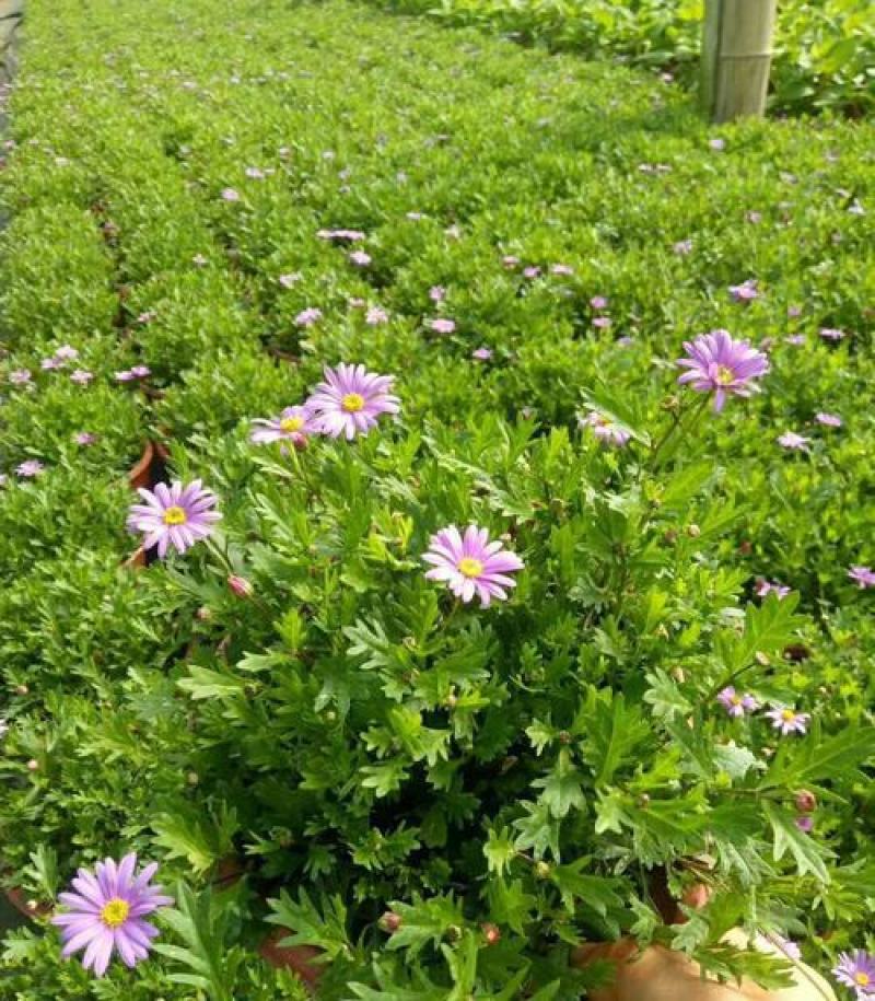 姬小菊盆栽带花耐寒耐热带花多年生草本易爆盆好养四季开花