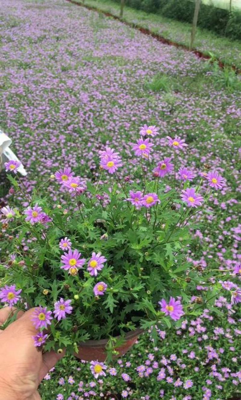 姬小菊盆栽带花耐寒耐热带花多年生草本易爆盆好养四季开花