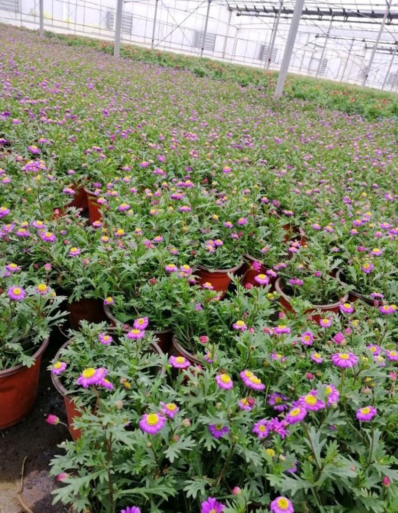 姬小菊盆栽带花耐寒耐热带花多年生草本易爆盆好养四季开花