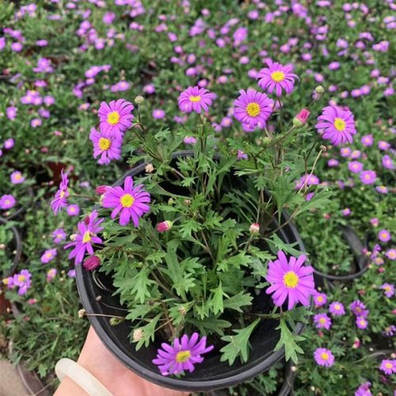 姬小菊盆栽带花耐寒耐热带花多年生草本易爆盆好养四季开花