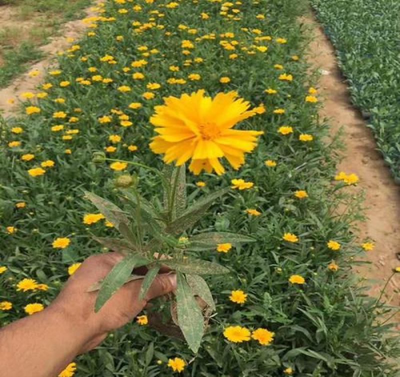 金鸡菊花苗菊花盆栽花卉室外庭院阳台花园四季开花花期长
