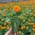 金鸡菊花苗菊花盆栽花卉室外庭院阳台花园四季开花花期长