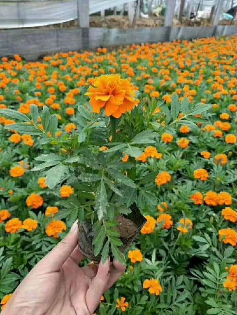金鸡菊花苗菊花盆栽花卉室外庭院阳台花园四季开花花期长