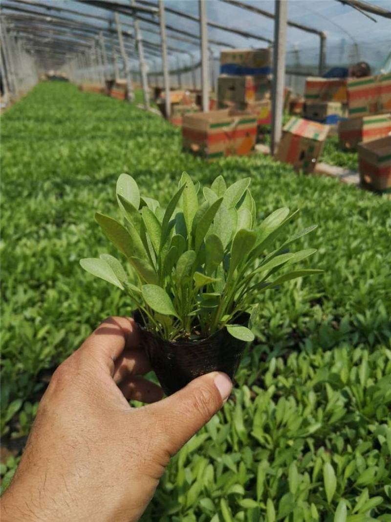 金鸡菊花苗菊花盆栽花卉室外庭院阳台花园四季开花花期长