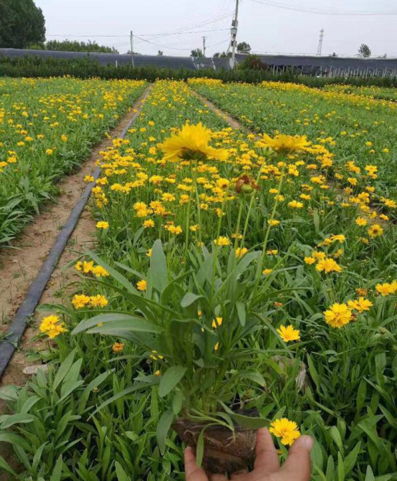金鸡菊花苗菊花盆栽花卉室外庭院阳台花园四季开花花期长