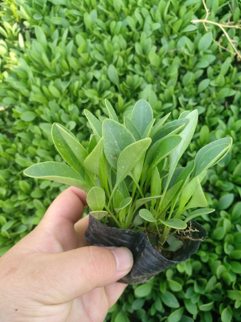 金鸡菊花苗菊花盆栽花卉室外庭院阳台花园四季开花花期长
