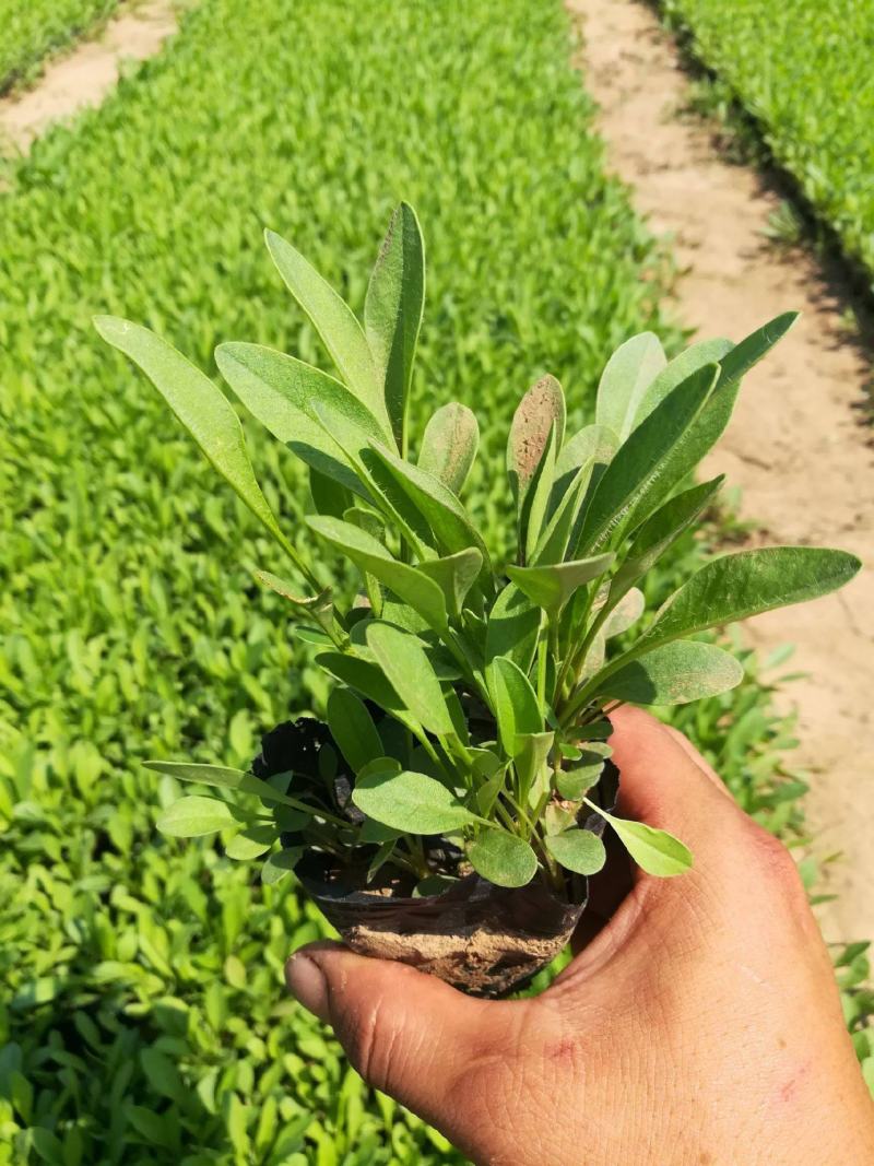 金鸡菊花苗菊花盆栽花卉室外庭院阳台花园四季开花花期长