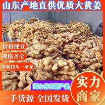 大黄姜原产地直发水洗生姜价格便宜低价对接全国