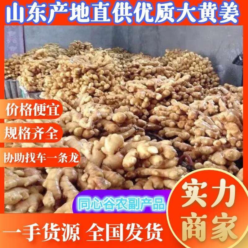 大黄姜原产地发货水洗生姜价格便宜低价对接全国